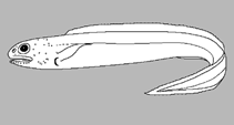 Image of Coloconger eximia 