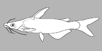 Image of Cranoglanis songhongensis 