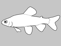 Image of Characidium duplicatum 