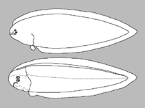 Image of Cynoglossus monopus 