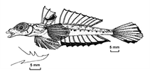 Image of Callionymus kanakorum 