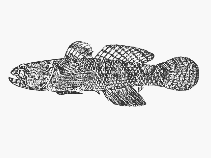 Image of Coryogalops sordidus (Epaulette goby)