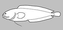 Dinematichthyidae