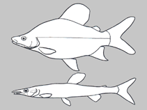 Image of Nannocharax lineomaculatus 