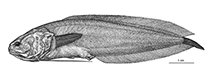 Image of Diancistrus katrineae (Katrine\