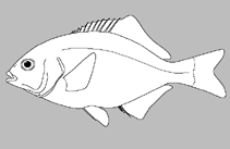 Embiotocidae