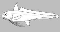 Image of Euclichthys microdorsalis 