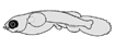 Exocoetidae