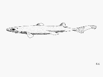 Image of Etmopterus hillianus (Caribbean lanternshark)