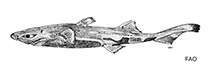 Image of Etmopterus perryi (Dwarf lantern shark)