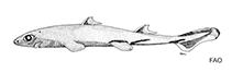Image of Etmopterus robinsi (West Indian lanternshark)