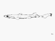 Image of Etmopterus sentosus (Thorny lanternshark)