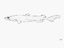 Image of Etmopterus unicolor (Bristled lanternshark)