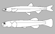 Image of Galaxias cobitinis 