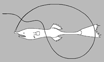 Image of Gigantactis gibbsi 