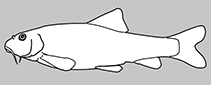 Image of Gobio intermedius (Eber gudgeon)