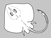 Gurgesiellidae