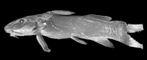 Image of Gogo brevibarbis (Short-bearded Madagascar catfish)