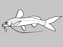 Image of Imparfinis spurrellii 