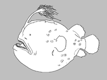 Image of Himantolophus nigricornis 