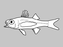 Image of Howella atlantica (Atlantic pelagic basslet)
