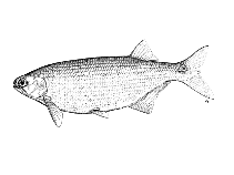 Image of Hiodon alosoides (Goldeye)