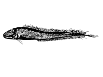 Image of Holcomycteronus profundissimus 