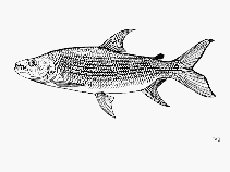 Image of Hydrocynus goliath (Giant tigerfish)