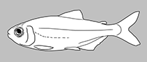 Iguanodectidae