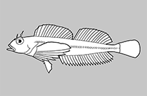 Jordaniidae