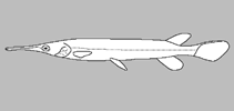 Lepisosteidae