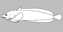 Image of Paraliparis liparinus 
