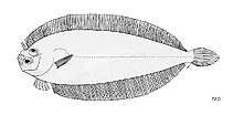 Image of Japonolaeops gracilis (Philippine slender flounder)