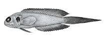 Image of Lonchopisthus higmani 