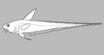 Image of Coryphaenoides dubius 