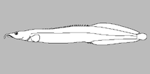 Image of Mastacembelus thacbaensis 