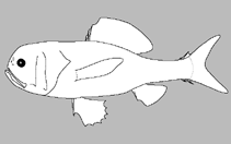 Image of Scopeloberyx shakhovskoyi (Shakhovskoy’s ridgehead)