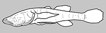 Image of Typhleotris madagascariensis 