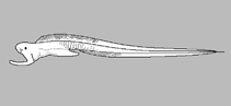 Image of Monognathus ozawai 