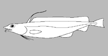 Image of Physiculus beckeri 