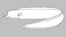 Image of Myroconger gracilis 