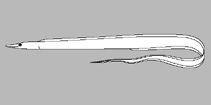 Image of Hoplunnis megista 