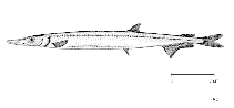 Image of Notolepis coatsi (Antarctic jonasfish)