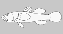 Odontobutidae