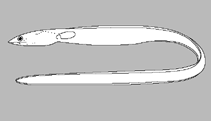 Image of Ophichthus kusanagi (Kusanagi snake eel)