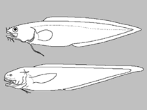Image of Neobythites fijiensis 