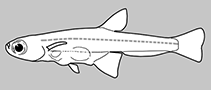 Paedocyprididae