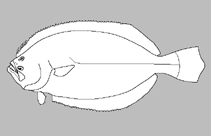 Image of Pseudorhombus binii 