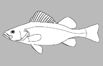 Image of Etheostoma barbouri (Teardrop darter)