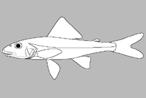 Percopsidae